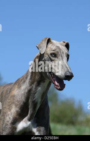 Dog English greyhound adult portrait profile