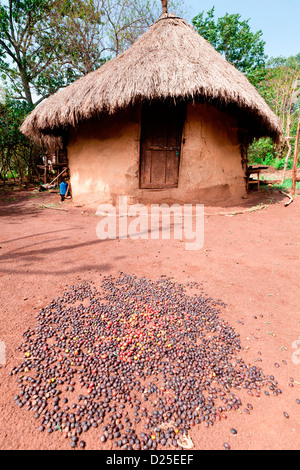 Coffee beans drying in the sun outside a tukul hut in a Ari tribal village in the Lower Omo Valley, Southern Ethiopia, Africa. Stock Photo