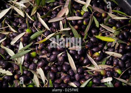 Olives after being harvested from the trees Stock Photo