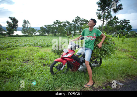 LAKE BATUR, BALI - JANUARY 21. Young man transporting grass for this cows on Lake Batur on January 21, 2012 in Bali, Indonesia. Stock Photo