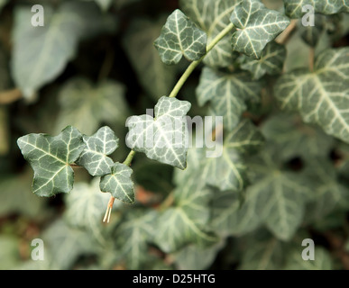 Green ivy (Hedera helix Glacier) Stock Photo