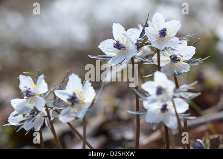 Shibateranthis pinnatifida flowers Stock Photo