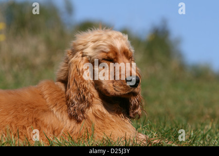 Dog English Cocker Spaniel puppy (red) sleeping in a meadow Stock Photo