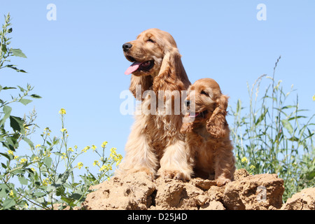 Dog English Cocker Spaniel adult and puppy (red) sitting on the straw Stock Photo