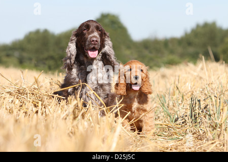 Dog English Cocker Spaniel adult and puppy (liver roan and red) sitting in a field Stock Photo