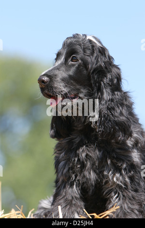 Dog English Cocker Spaniel adult (blue roan) portrait Stock Photo