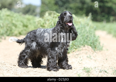 Dog English Cocker Spaniel adult (blue roan) standing in a field Stock Photo