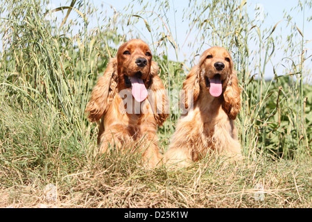 Dog English Cocker Spaniel two adults (red) sitting in a meadow Stock Photo
