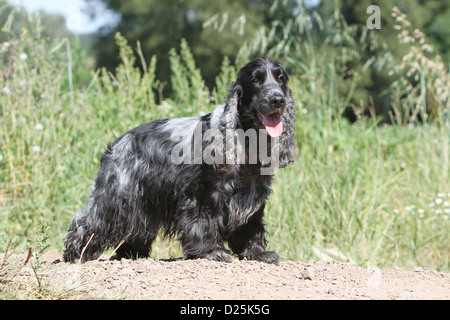 Dog English Cocker Spaniel adult (blue roan) standing in a field Stock Photo