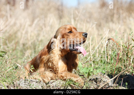 Dog English Cocker Spaniel adult (red) lying in a meadow Stock Photo
