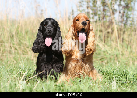 Dog English Cocker Spaniel two adults different colors (black, red) sitting in a meadow Stock Photo