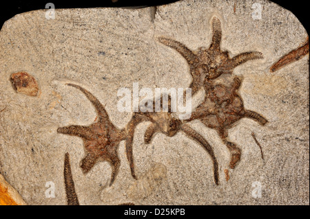 Fossil Brittle Sea Star, Ophiuroides sp., Ordovician Period Stock Photo