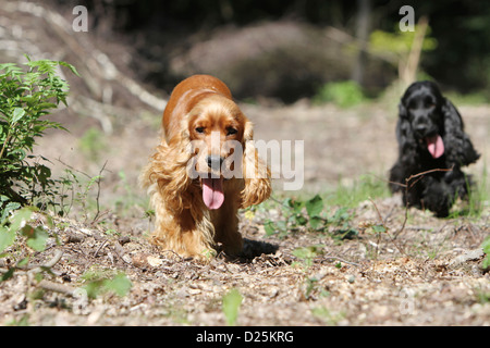 Dog English Cocker Spaniel two adults different colors (red, black) running in a forest Stock Photo