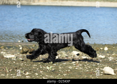 Dog English Cocker Spaniel adult (black) Stock Photo