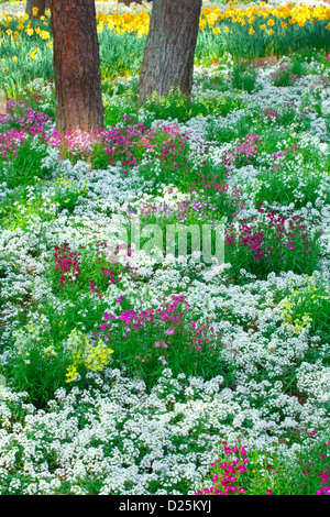 Japanese Primrose flowers, Ibaraki Prefecture Stock Photo