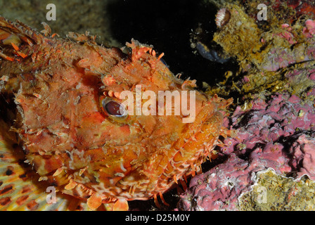 Red scorpionfish Scorpaena scrofa, scorfano rosso, Scorpenidae, Tor Paterno Marine Protected Area, Lazio, Italy, Mediterrean Sea Stock Photo