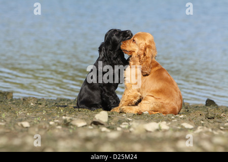 Dog English Cocker Spaniel two puppies (red and black) paying on a beach Stock Photo