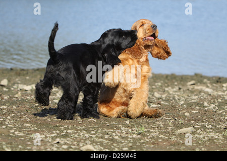 Dog English Cocker Spaniel two puppies (red and black) paying on a beach Stock Photo