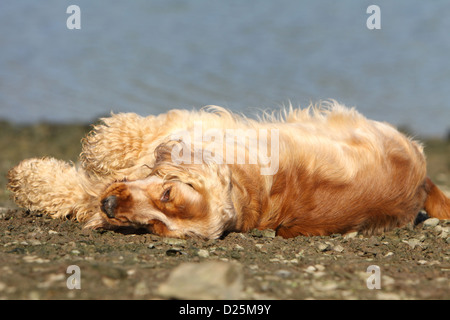 Dog English Cocker Spaniel adult (red) lying on a beach Stock Photo