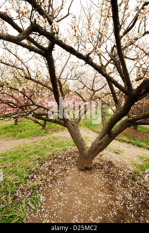 Spring scenery of Cherry Blossom surrounded by unique branches and twig with white background. Stock Photo