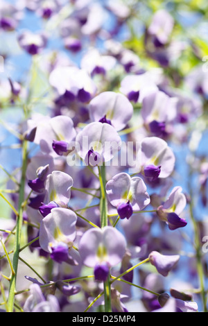 Wisteria japan hi-res stock photography and images - Alamy