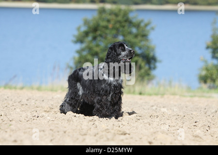 Dog English Cocker Spaniel adult (blue roan) standard profile Stock Photo