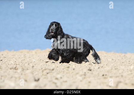 Dog English Cocker Spaniel adult (blue roan) standing in a field Stock Photo