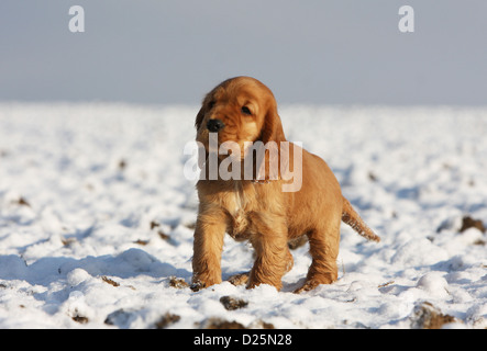 Dog English Cocker Spaniel puppy (red) standing in snow Stock Photo