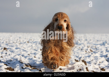 Dog English Cocker Spaniel adult (red) running in snow Stock Photo