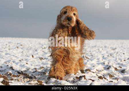 Dog English Cocker Spaniel adult (red) running in snow Stock Photo