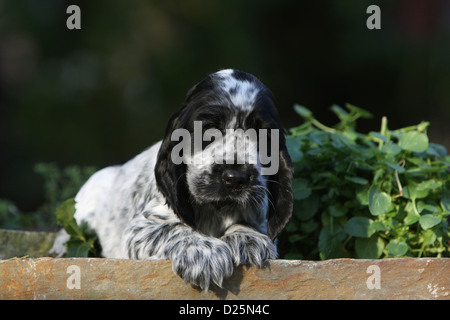 Dog English Cocker Spaniel puppy (blue roan) lying down Stock Photo