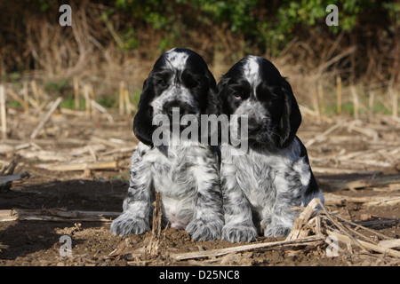 Dog English Cocker Spaniel two puppies (blue roan) sitting in a field Stock Photo