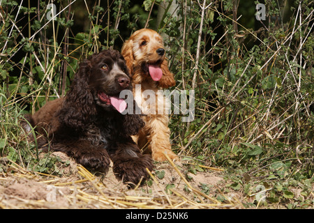 Dog English Cocker Spaniel adult and puppy (brown and red) sitting Stock Photo