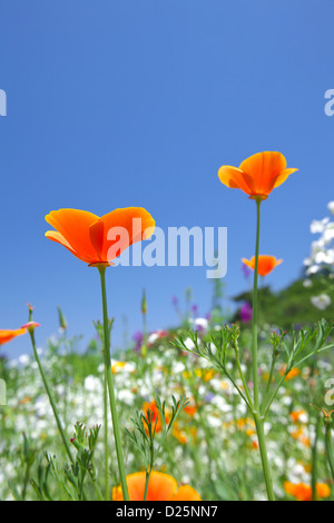 Poppy flowers and blue sky Stock Photo