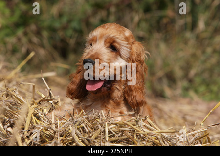 Dog English Cocker Spaniel puppy (red) lying in the straw Stock Photo