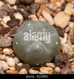 Peyote Cactus (Lophophora williamsii) containing the hallucinogenic drug mescaline. Stock Photo