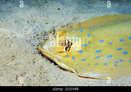 Shaab Rumi South Plateau. Sudan. Scuba diving off the MV Royal Evolution, out of Marsa Alam, Egypt. Blue Spotted Sting Ray. Stock Photo