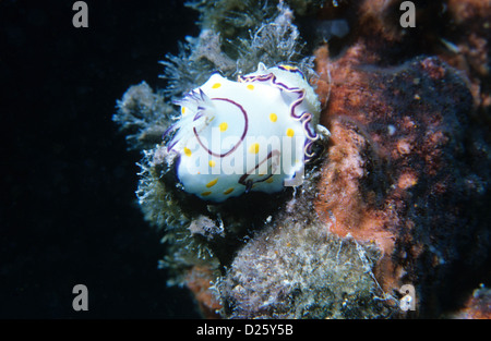 Nudibranch, sea-slug. Chromodoris Annulata attacks a Chromodoris Obsoleta. Underwater in Qatar, the Arabian Gulf. Stock Photo