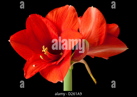 Amaryllis flower closeup on black background Stock Photo