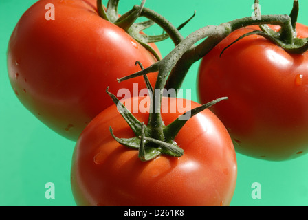 Tomatoes on the vine 3 Stock Photo