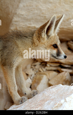 A Desert Fox in the Egyptian Sahara Stock Photo