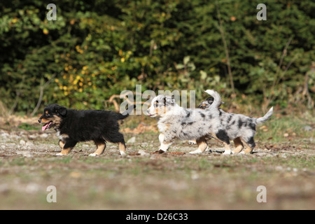 Dog Australian shepherd / Aussie  three puppies different colors (tricolor black and blue Merle) running on the ground Stock Photo