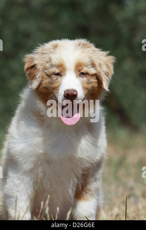 Dog Australian shepherd / Aussie puppy (red Merle) portrait Stock Photo