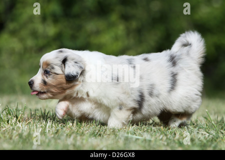 Dog Australian shepherd / Aussie puppy (blue Merle) walking on the grass Stock Photo