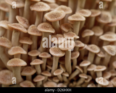 Macro photograph of young caps of Armillaria fungus, commonly known as honey fungus. A gardener's foe, this species is a well known tree parasite. Stock Photo