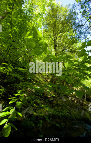 Greenbrier Area, Spring, Smokies Stock Photo