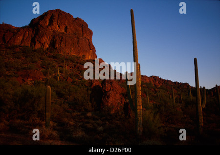 Desert scene with Saguaro cactus, White Stallion Ranch, near Tucson, Arizona Stock Photo