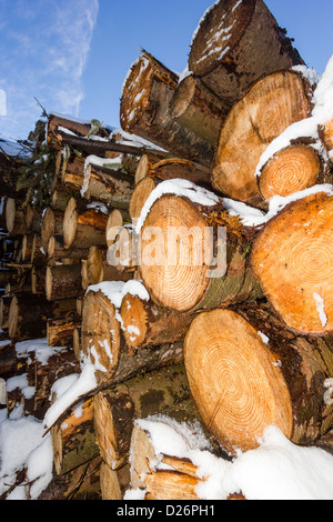 A large pile of freshly cut logs covered in white snow against a blue sky in winter Stock Photo