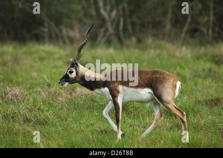 Blackbuck antelope (Antilope cervicapra) near Seadrift, Texas Stock Photo