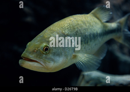 Largemouth bass (Micropterus salmoides) underwater Stock Photo